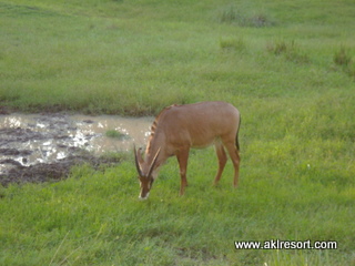 Savanna animal